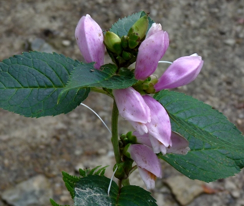 {Chelone lyonii}